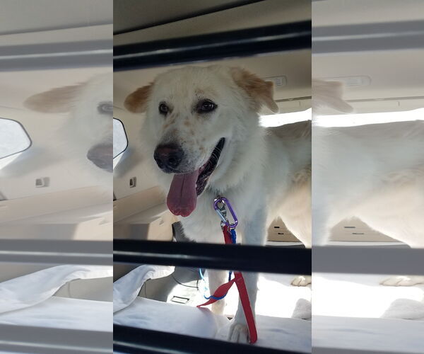 Medium Photo #1 Great Pyrenees-Unknown Mix Puppy For Sale in Houston, TX, USA