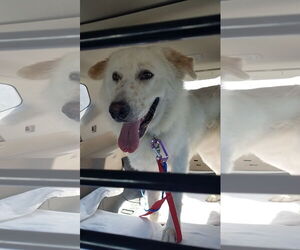Great Pyrenees-Unknown Mix Dogs for adoption in Houston, TX, USA