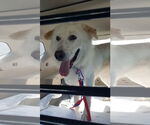 Small Great Pyrenees Mix