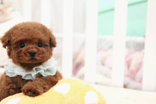 Medium Photo #1 Poodle (Toy) Puppy For Sale in SAN JOSE, CA, USA
