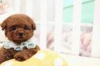 Small Photo #1 Poodle (Toy) Puppy For Sale in SAN JOSE, CA, USA