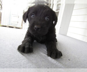 Labradoodle Puppy for sale in ADRIAN, MI, USA