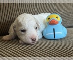 Puppy Willow Maltipoo-Shih-Poo Mix