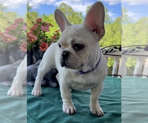 Akita Puppy for sale in BOLIVAR, MO, USA