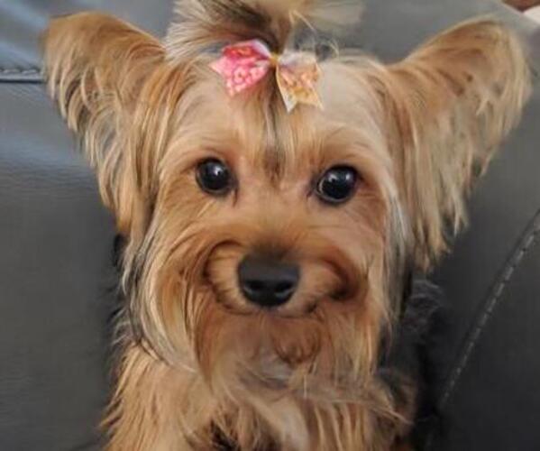 Medium Photo #1 Yorkshire Terrier Puppy For Sale in BEAUFORT, SC, USA