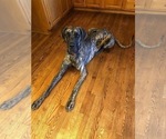 Small Photo #3 Great Dane Puppy For Sale in GREENBRIER, TN, USA