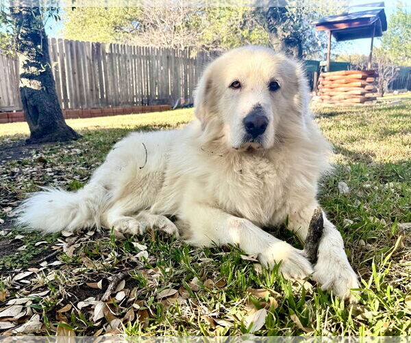 Medium Photo #5 Great Pyrenees Puppy For Sale in Spring, TX, USA
