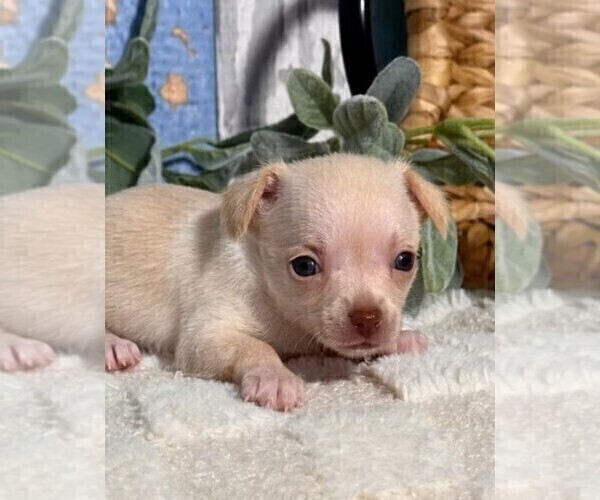 Medium Photo #10 Chihuahua Puppy For Sale in JACKSONVILLE, FL, USA