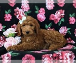 Small Photo #3 Goldendoodle (Miniature) Puppy For Sale in QUARRYVILLE, PA, USA