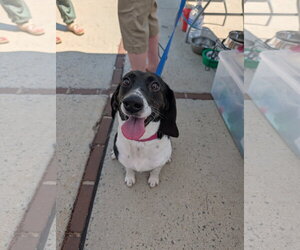 Beagle-Unknown Mix Dogs for adoption in Roxboro, NC, USA