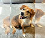 Small #1 Beagle Mix