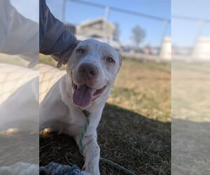 Labrador Retriever Dogs for adoption in Louisville, KY, USA