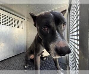American Pit Bull Terrier Dogs for adoption in Rancho Cucamonga, CA, USA