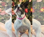 Small #2 French Bulldog