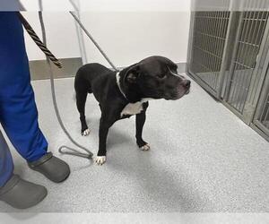 American Pit Bull Terrier-Unknown Mix Dogs for adoption in Ocala, FL, USA