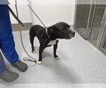 A390019 - Male American Pit Bull Terrier-Unknown Mix Dog for Adoption - Small photo