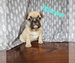Small Photo #1 French Bulldog Puppy For Sale in MORGANTOWN, PA, USA