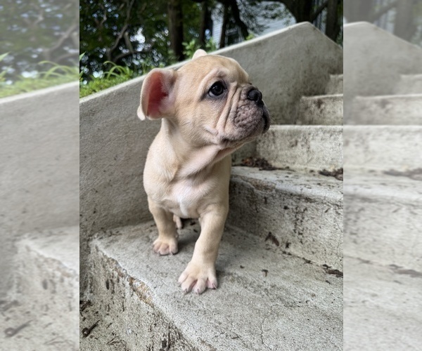 Medium Photo #8 French Bulldog Puppy For Sale in SAYREVILLE, NJ, USA