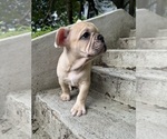 Small #7 French Bulldog