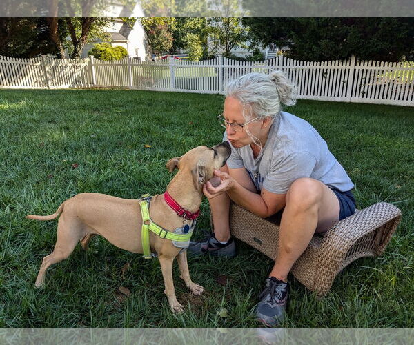 Medium Photo #5 American Staffordshire Terrier-Unknown Mix Puppy For Sale in Arlington, VA, USA