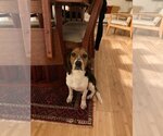 Small Photo #1 Beagle-Unknown Mix Puppy For Sale in Atlanta, GA, USA