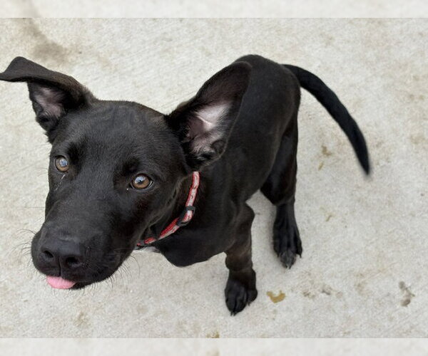 Medium Photo #1 Mutt Puppy For Sale in Tulsa, OK, USA