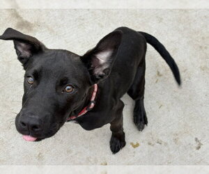 Mutt Dogs for adoption in Tulsa, OK, USA