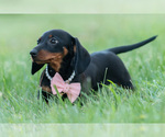 Small Photo #4 Dachshund Puppy For Sale in WARSAW, IN, USA
