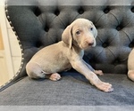Small Photo #2 Weimaraner Puppy For Sale in MIDDLETOWN, OH, USA