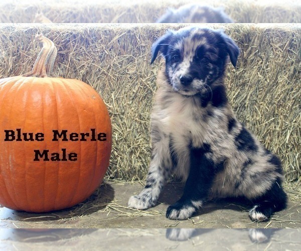 Medium Photo #2 Australian Shepherd Puppy For Sale in CLARKSVILLE, TX, USA