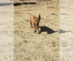 Small Photo #28 Rhodesian Ridgeback Puppy For Sale in MORONGO VALLEY, CA, USA