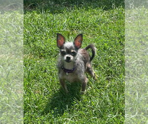 Medium Chihuahua Mix