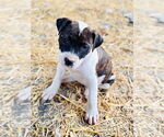 Small #1 American Pit Bull Terrier