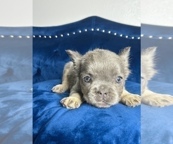 Medium Photo #18 French Bulldog Puppy For Sale in CORPUS CHRISTI, TX, USA