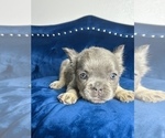 Small Photo #18 French Bulldog Puppy For Sale in CORPUS CHRISTI, TX, USA