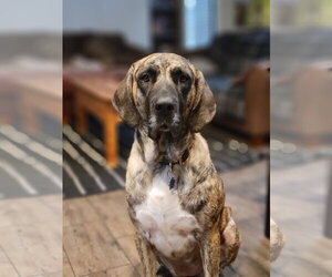 Great Pyrenees-Mastiff Mix Dogs for adoption in Tabernash, CO, USA