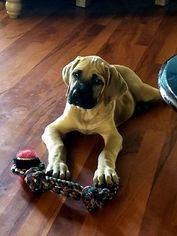 Mastiff Puppy for sale in MILTON, FL, USA