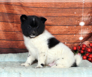 Pomsky Puppy for sale in PENNS CREEK, PA, USA