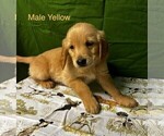 Puppy Yellow Stripes English Cream Golden Retriever
