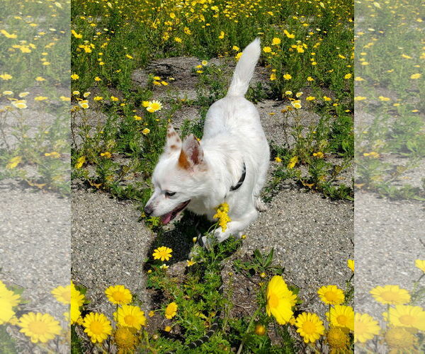 Medium Photo #7 Spaniel-Unknown Mix Puppy For Sale in Corona, CA, USA