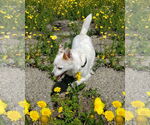 Small #6 Spaniel Mix