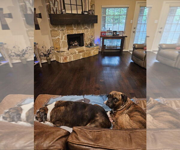Medium Photo #7 Boxer Puppy For Sale in Austin, TX, USA