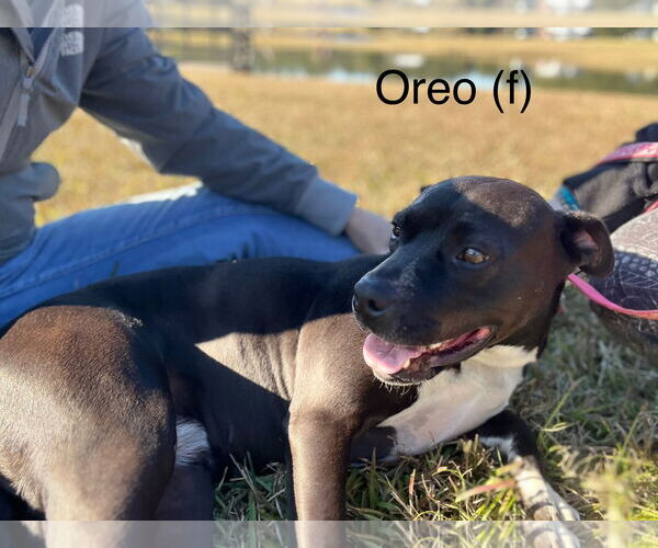 Medium Photo #10 American Pit Bull Terrier-Unknown Mix Puppy For Sale in Farmerville, LA, USA