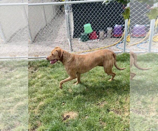 Medium Photo #2 Great Dane-Vizsla Mix Puppy For Sale in Emmett, ID, USA