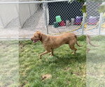 Small #1 Great Dane-Vizsla Mix