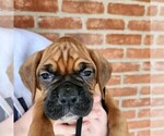Small Photo #2 Boxer Puppy For Sale in BRADFORD, OH, USA