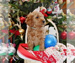 Small Photo #11 Goldendoodle Puppy For Sale in SAINT CLAIR SHORES, MI, USA