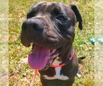 Small Bullboxer Pit