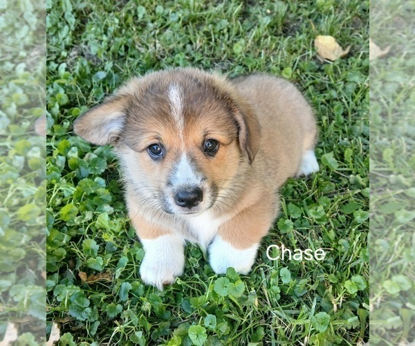 Medium Photo #3 Pembroke Welsh Corgi Puppy For Sale in HARTFORD CITY, IN, USA