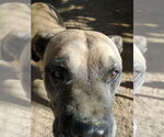 Small #9 American Staffordshire Terrier-Boxer Mix